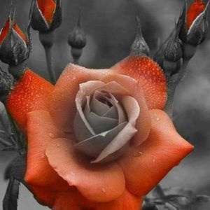 Meet your Posher, Deb