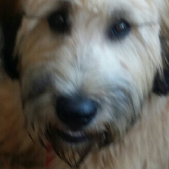 Meet your Posher, Julie - Picture 1 of 1