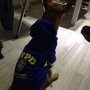 Meet your Posher, David