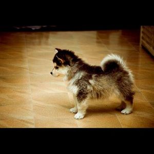 Meet your Posher, Ariel