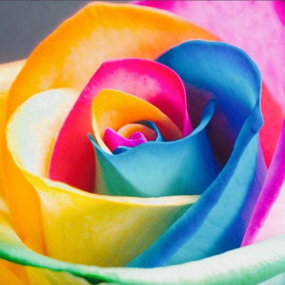 Meet your Posher, Lisa - Picture 1 of 1