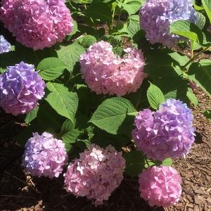 Meet your Posher, Treva