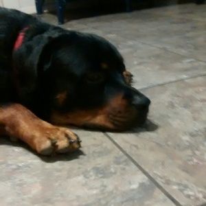 Meet your Posher, Randi