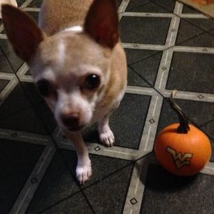 Meet your Posher, Virginia