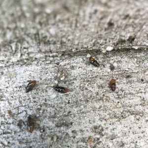 Meet your Posher, Hillary