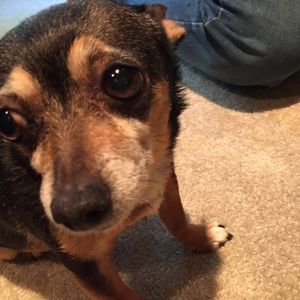 Cute doggy named Jobe