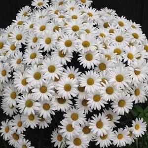 Meet your Posher, Beverly