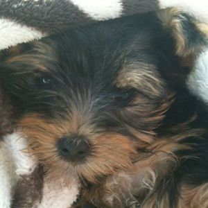 Meet your Posher, Trisha