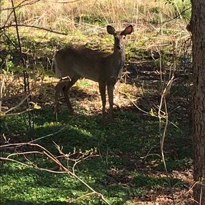 Meet your Posher, Lindsay