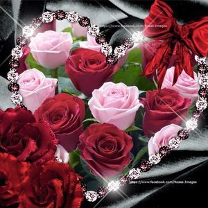 Meet your Posher, Rosalie