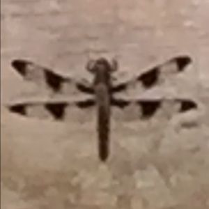 Meet your Posher, Sue