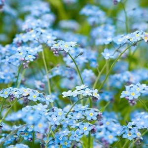 Meet your Posher, Maya