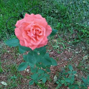 Meet your Posher, Celestine