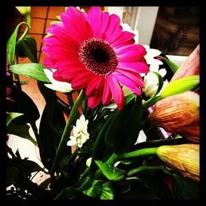 Meet your Posher, Ariel