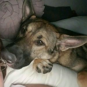 Meet your Posher, Pollyanna