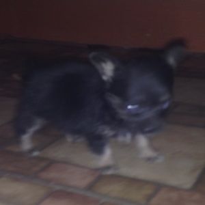 Meet your Posher, Mindy