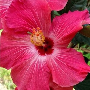 Meet your Posher, Heidi