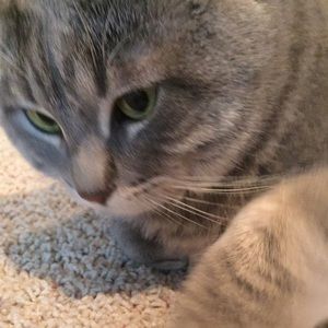 Meet your Posher, Carrie