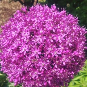 Meet your Posher, Ann