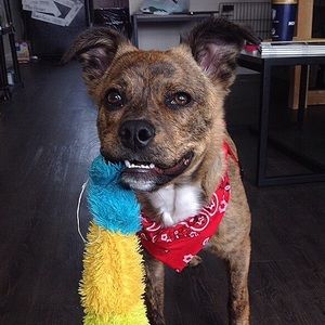 Meet your Posher, Destiny