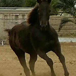 Meet your Posher, Donna