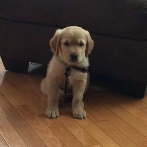 Meet your Posher, Casey