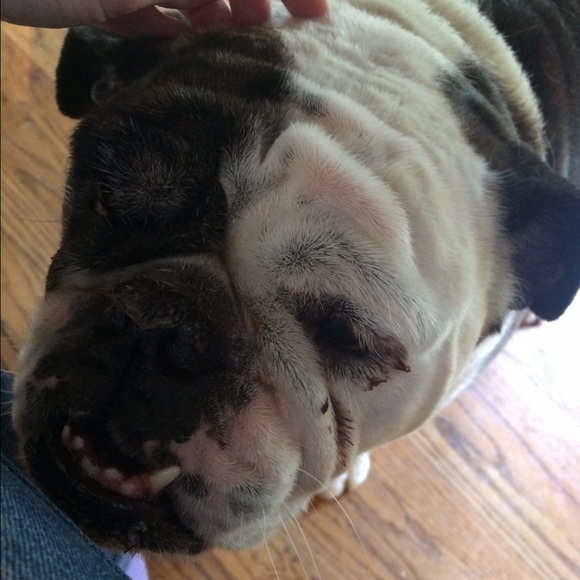 Meet your Posher, Karlie - Picture 1 of 1