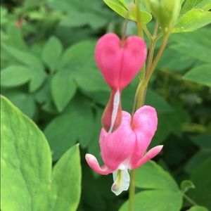 Meet your Posher, Madelyne