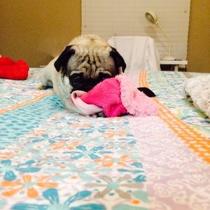 Meet your Posher, Isabella