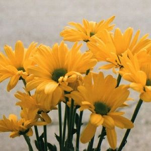 Meet your Posher, Eva