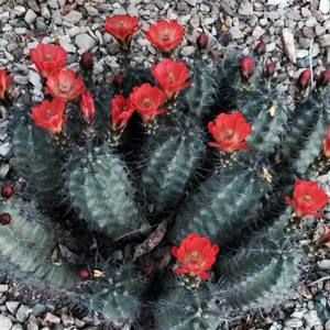 Meet your Posher, Phyllis