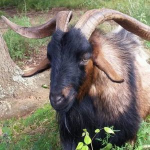 Meet your Posher, Betsy