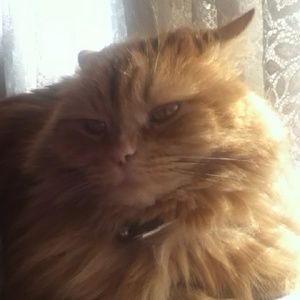 Meet your Posher, Karima