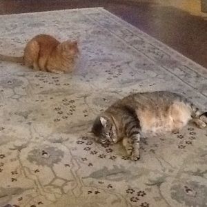 Meet your Posher, Kari