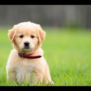 Meet your Posher, Bailey