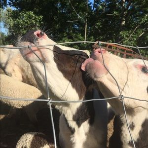 Meet your Posher, Lisa