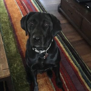 Meet your Posher, Lexi