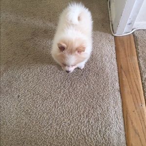 Meet your Posher, Danna