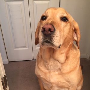 Meet your Posher, Devin