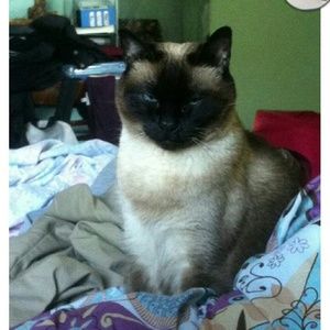 Meet your Posher, Adriana