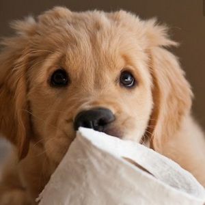 Meet your Posher, Areli