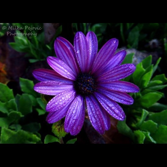 Meet your Posher, Adriana