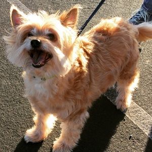 Meet your Posher, Steve