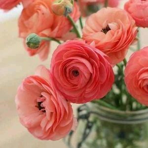 Meet your Posher, Katrina