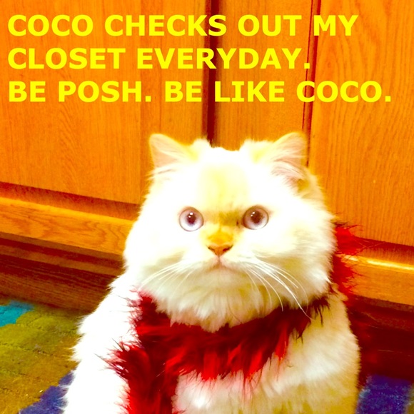 Coco Checks my Closet Daily!