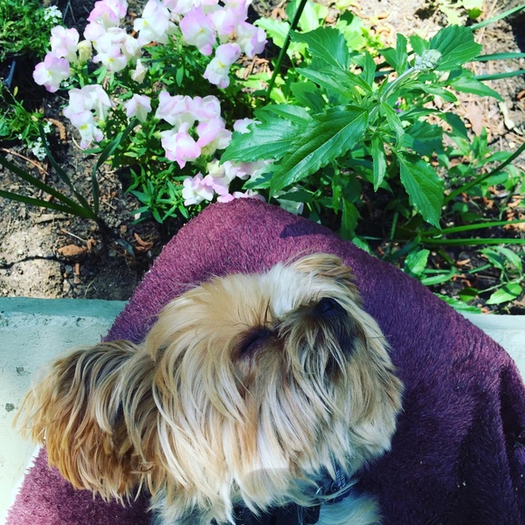 Meet your Posher, Tiffy - Picture 2 of 4