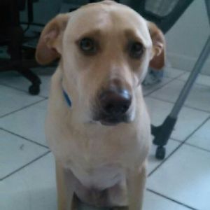 Meet your Posher, Daisy