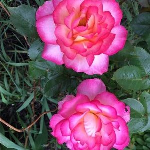 Meet your Posher, Kari