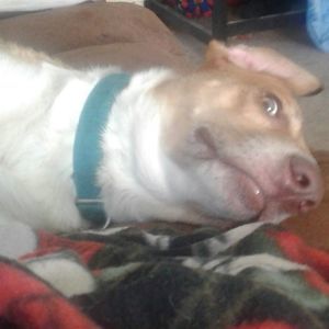 Meet your Posher, Misty