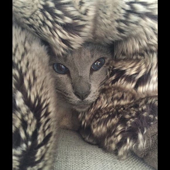 Meet your Posher, Lisa - Picture 1 of 1